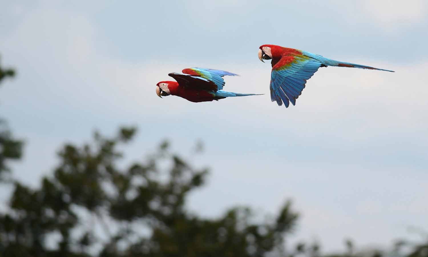 Reserva Nacional Tambopata