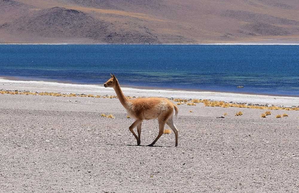 Vicuña: Animales nativos del Perú