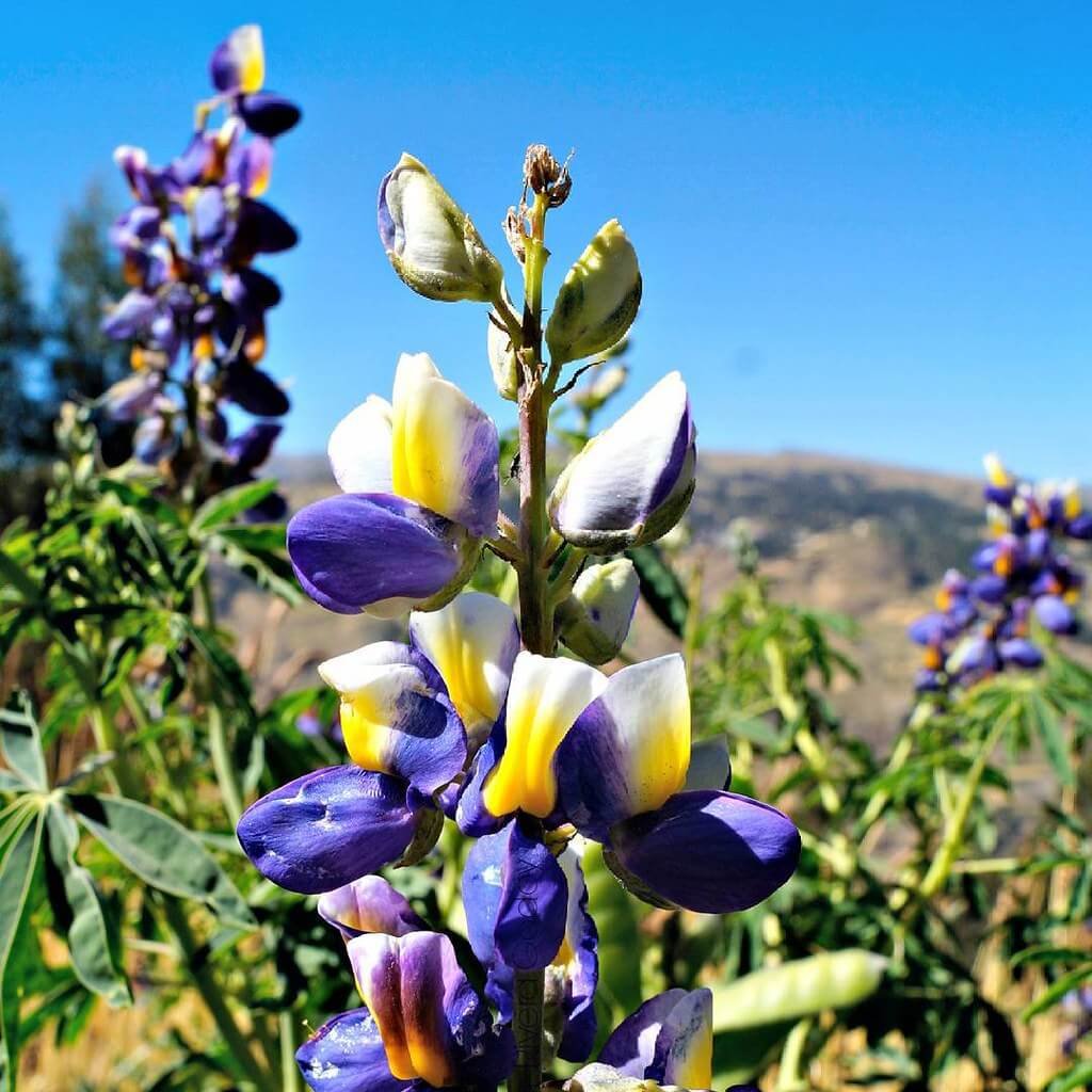 Flor de Tarwi